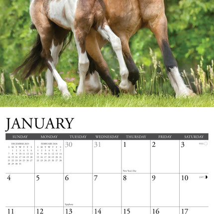 Willow Creek Paint Horses Kalender 2026