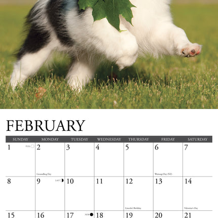 Willow Creek Papillon Kalender 2026