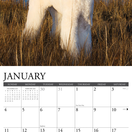 Willow Creek Poedel Kalender 2026
