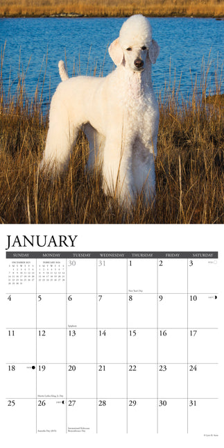 Willow Creek Poedel Kalender 2026