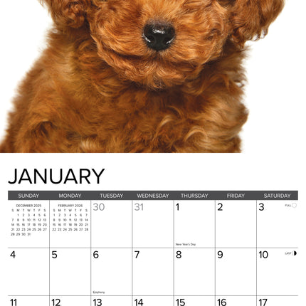 Willow Creek Poedel Puppies Kalender 2026