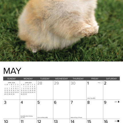 Willow Creek Pomeriaan Puppies Kalender 2026