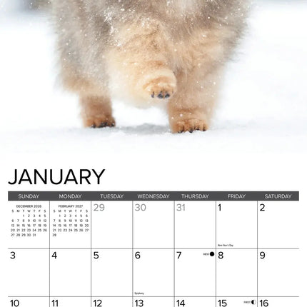 Willow Creek Pomeriaan Puppies Kalender 2027