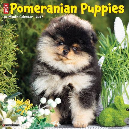 Willow Creek Pomeriaan Puppies Kalender 2027
