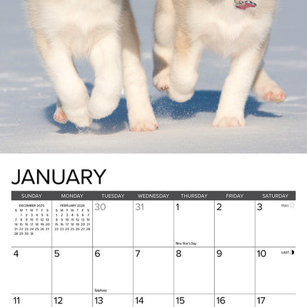 Willow Creek Puppies Kalender 2026 Mini