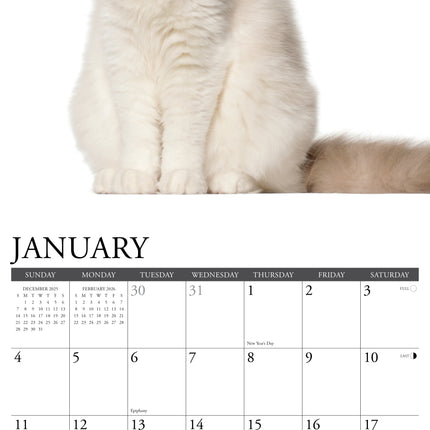 Willow Creek Ragdoll Kalender 2026