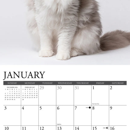 Willow Creek Ragdoll Kalender 2027