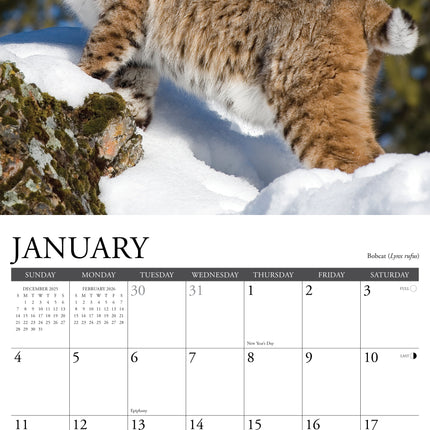 Willow Creek Rocky Mountain Wildlife Kalender 2026