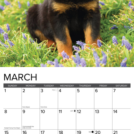 Willow Creek Rottweiler Puppies Kalender 2026