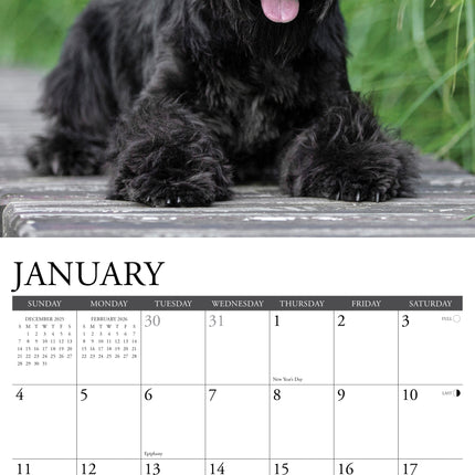 Willow Creek Schnauzer Kalender 2026