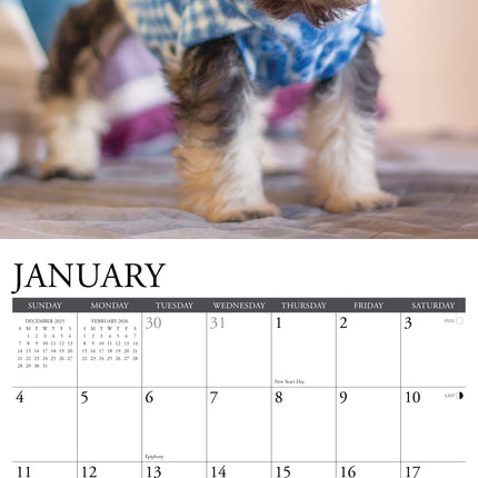 Willow Creek Schnauzer Puppies Kalender 2026