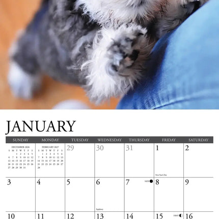 Willow Creek Schnauzer Puppies Kalender 2027