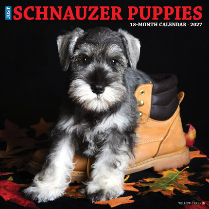 Willow Creek Schnauzer Puppies Kalender 2027