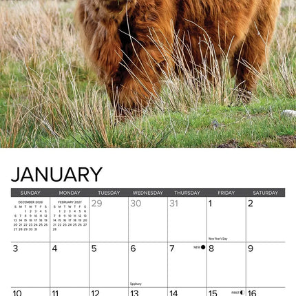 Willow Creek Schotse Hooglander Kalender 2027 Mini