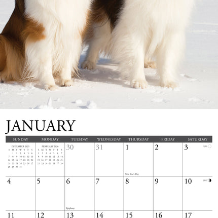 Willow Creek Shetland Sheepdog Kalender 2026
