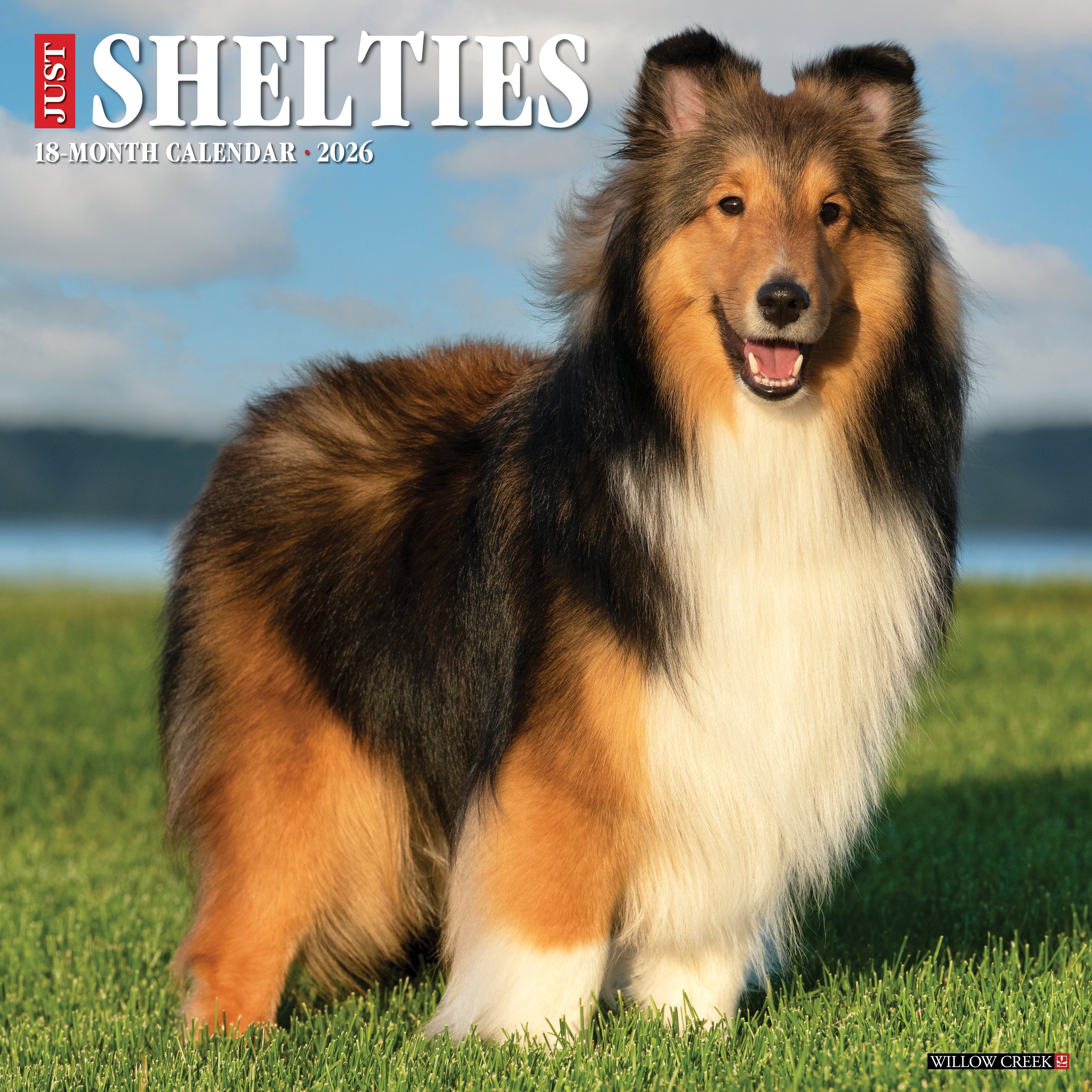 Shetland Sheepdog Calendar 2026 - Main Image