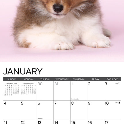 Willow Creek Shetland Sheepdog Puppies Kalender 2026