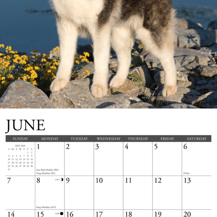 Willow Creek Siberische Husky Kalender 2026