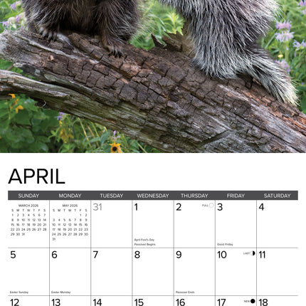 Willow Creek Stekelvarken Kalender 2026
