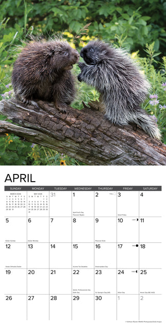 Willow Creek Stekelvarken Kalender 2026