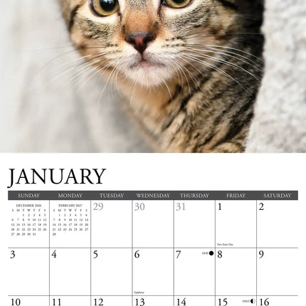 Willow Creek Tabby Katten Kalender 2027