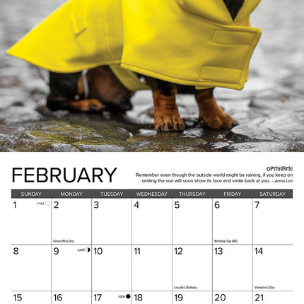 Willow Creek Teckel Kalender 2026 Mini