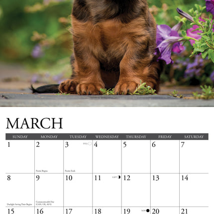Willow Creek Teckel Puppies Kalender 2026
