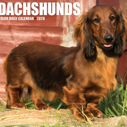 Willow Creek Teckel Scheurkalender 2027 Boxed