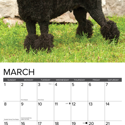 Willow Creek Toy en Miniatuur Poedel Kalender 2026