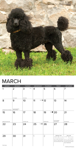 Willow Creek Toy en Miniatuur Poedel Kalender 2026