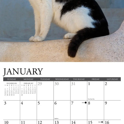Willow Creek Tuxedo Katten Kalender 2027