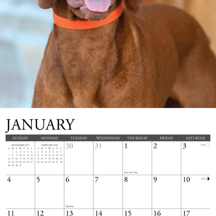 Willow Creek Vizsla Kalender 2026