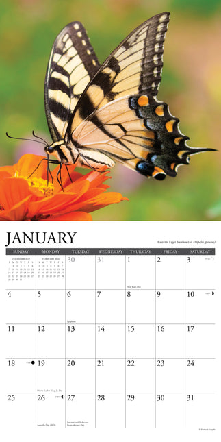 Willow Creek Vlinder Kalender 2026