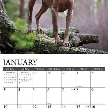 Willow Creek Weimaraner Kalender 2027