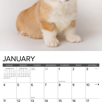 Willow Creek Welsh Corgi Puppies Kalender 2026