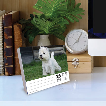 Willow Creek West Highland White Terrier Scheurkalender 2026 Boxed