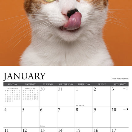 Willow Creek What Cats Teach Us Kalender 2026