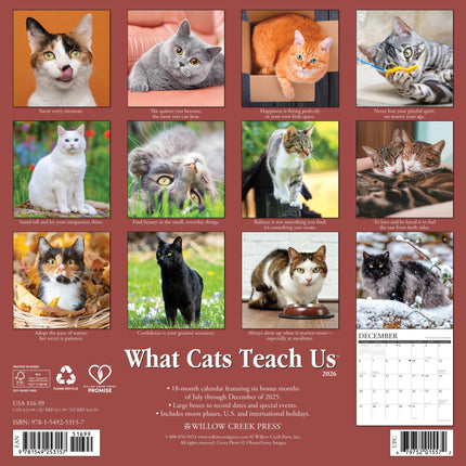 Willow Creek What Cats Teach Us Kalender 2026