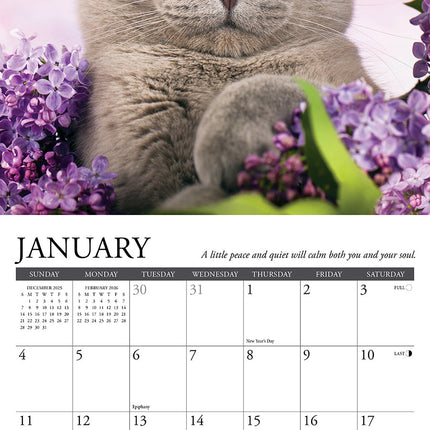 Willow Creek What Cats Teach Us Kalender 2026 Mini