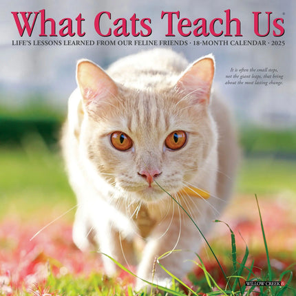 Willow Creek What Cats Teach Us Kalender 2027 Mini