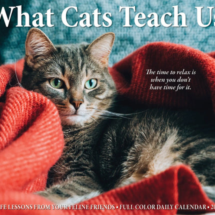 Willow Creek What Cats Teach Us Scheurkalender 2027 Boxed