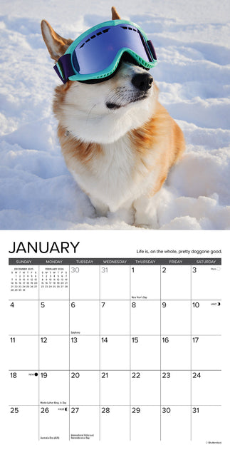 Willow Creek What Dogs Teach Us Kalender 2026 Mini