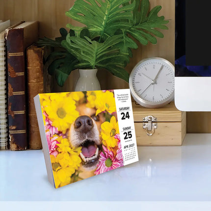 Willow Creek What Dogs Teach Us Scheurkalender 2027 Boxed
