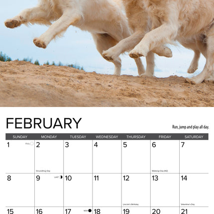 Willow Creek What Goldens Teach Us Kalender 2026