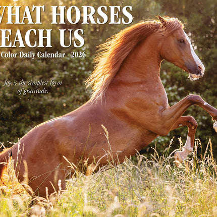 Willow Creek What Horses Teach Us Scheurkalender 2026 Boxed
