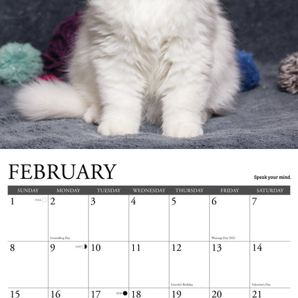 Willow Creek What Kittens Teach Us Kalender 2026