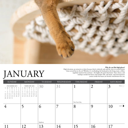 Willow Creek Why Cats Do That Kalender 2026