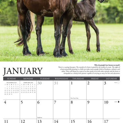 Willow Creek Why Horses Do That Kalender 2026