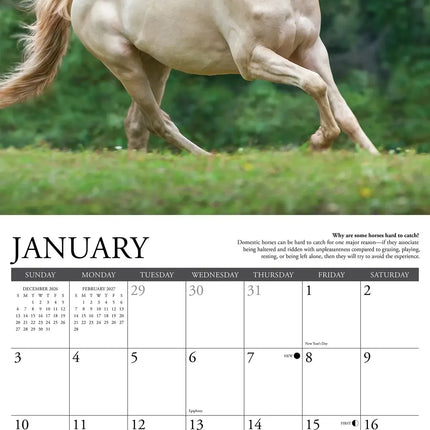 Willow Creek Why Horses Do That Kalender 2026