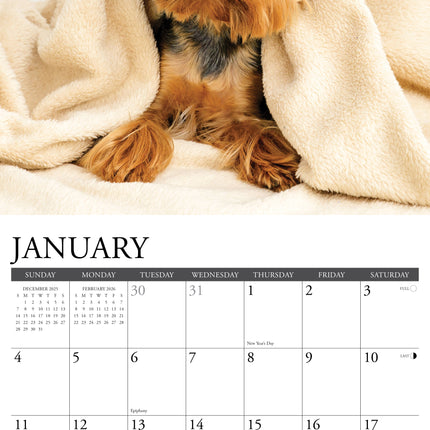 Willow Creek Yorkshire Terrier Kalender 2026